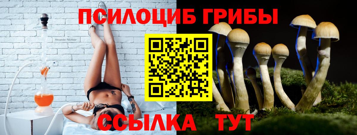 Курчалой  Галлюциногенные грибы MAGIC MUSHROOMS  Вход с VPN 